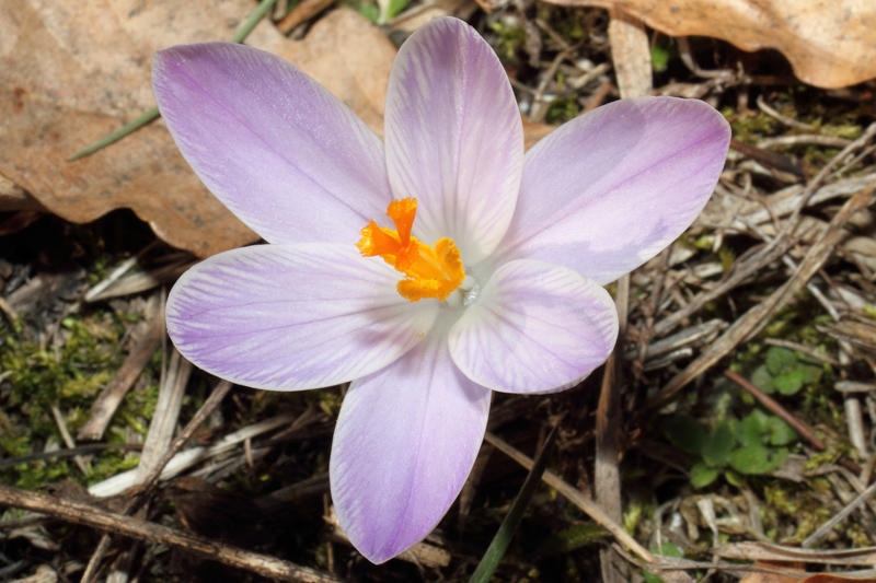 Un po'' di Crocus liguri (visto che  il periodo)